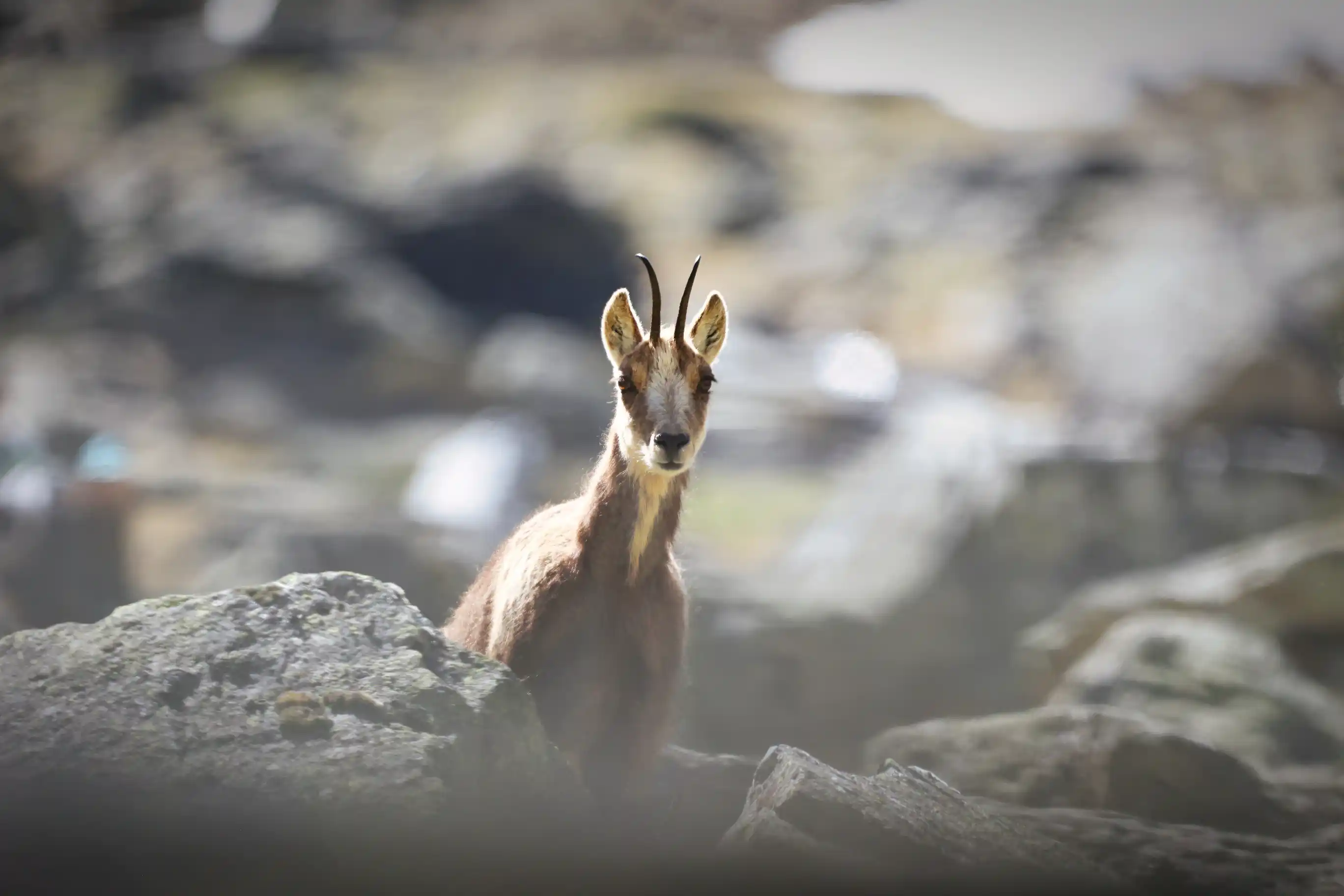 Une rencontre inattendue : Quand les randonneurs croisent la faune sauvage