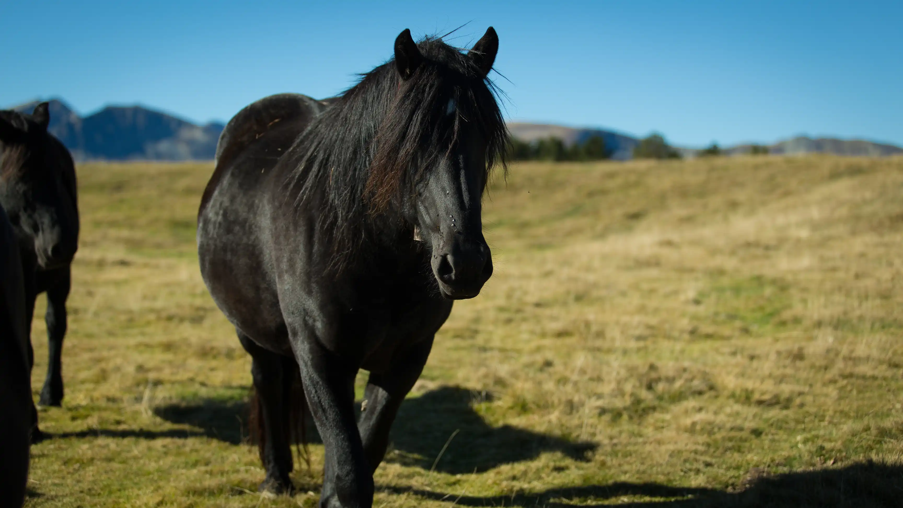 Image de Plateau de Beille